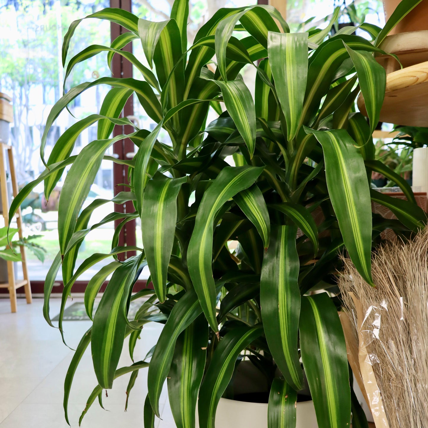 Berbaaf Dracaena Hawaiin Sunshine - View 20 from www redcrocus com