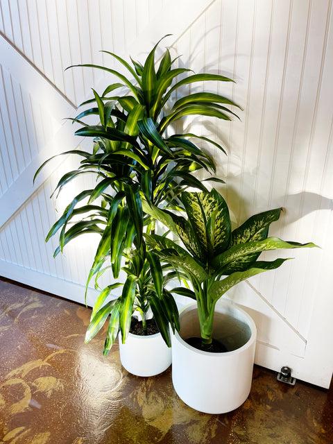 Berbaaf Dracaena Hawaiin Sunshine - View 21 from www redcrocus com