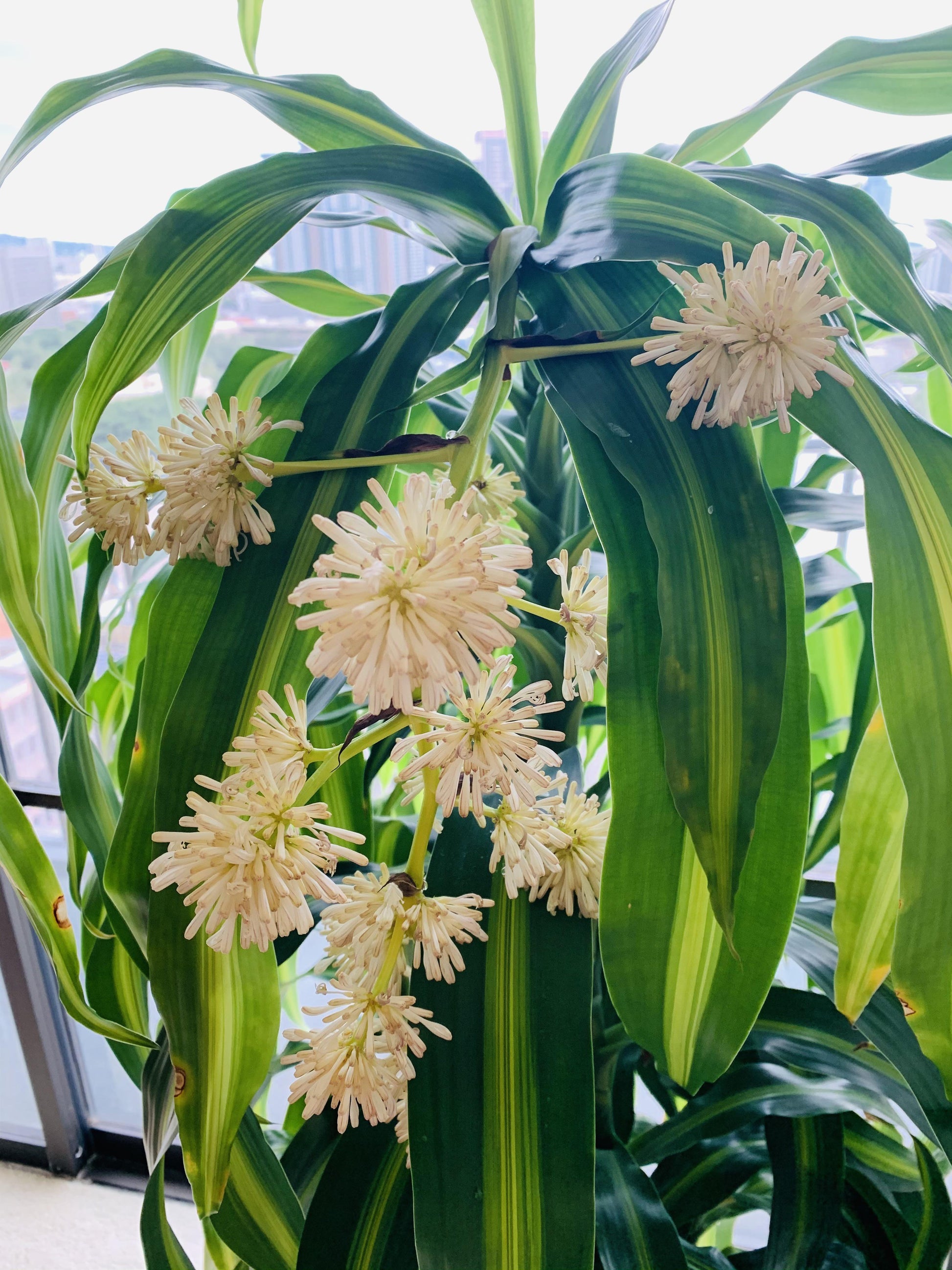 Berbaaf Dracaena Hawaiin Sunshine - View 23 from www redcrocus com