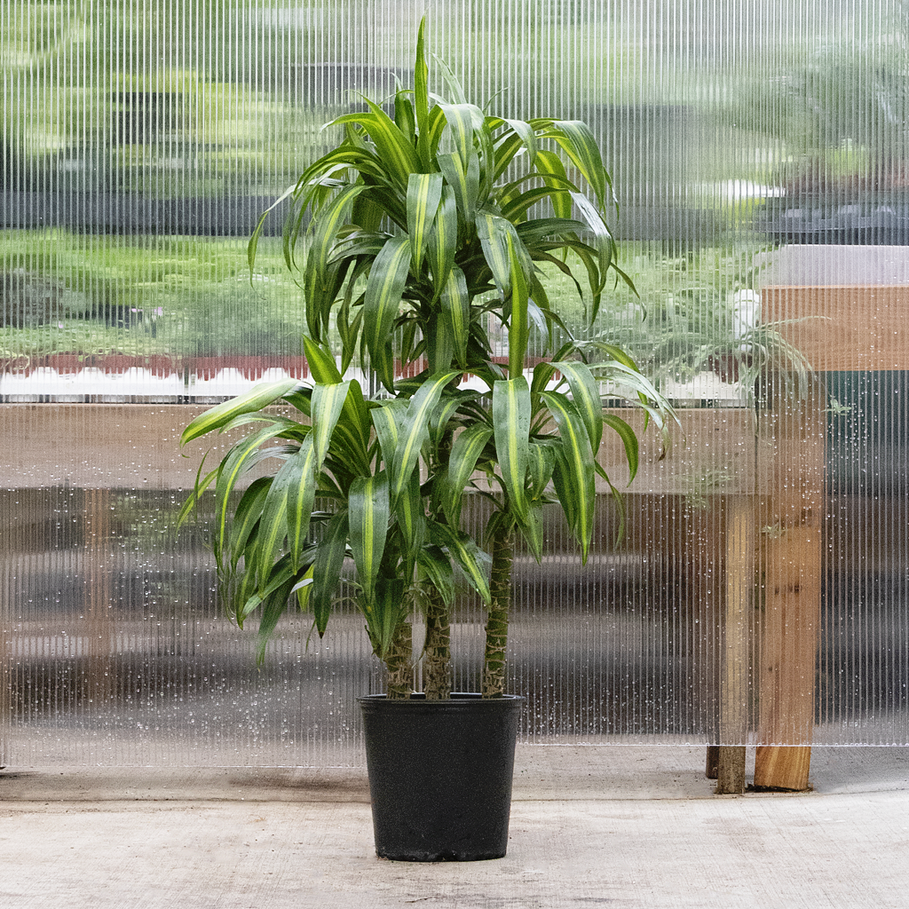 Berbaaf Dracaena Hawaiin Sunshine - View 25 from www redcrocus com