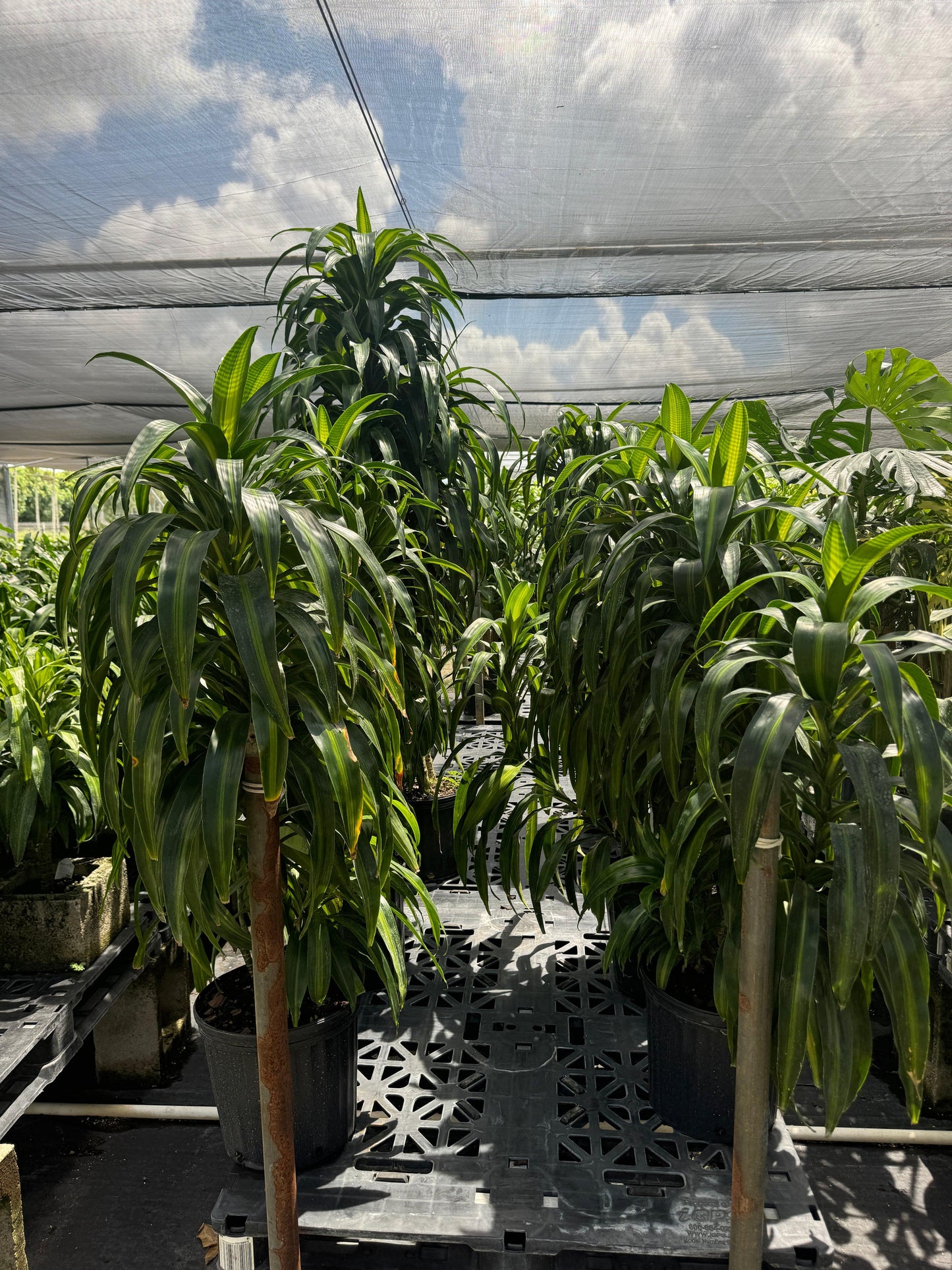 Berbaaf Dracaena Hawaiin Sunshine - View 28 from www redcrocus com