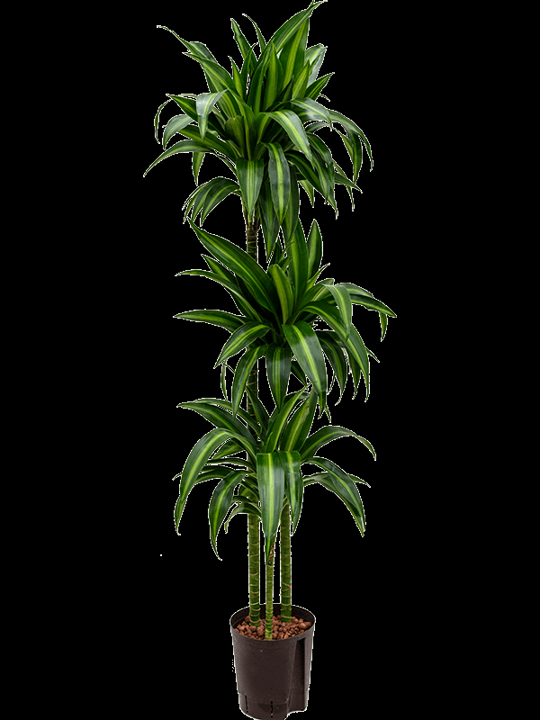 Berbaaf Dracaena Hawaiin Sunshine - View 30 from www redcrocus com