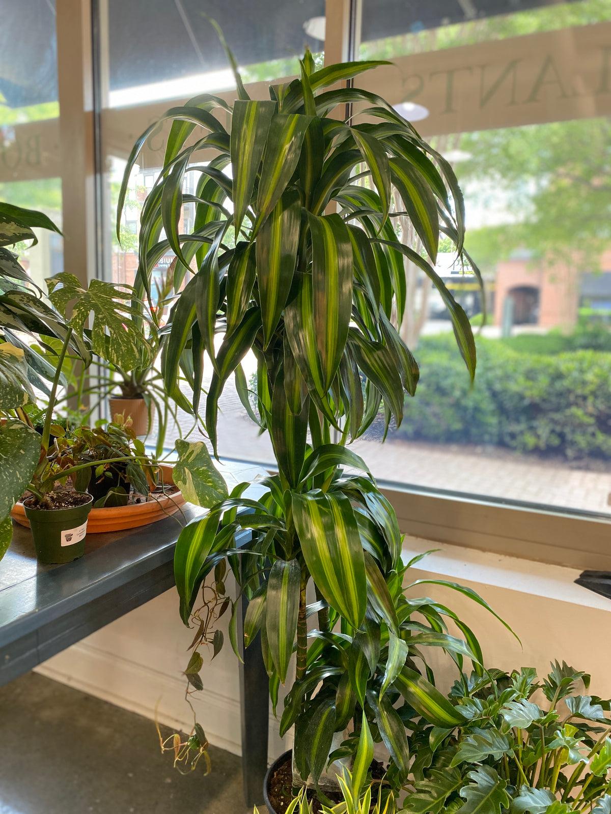 Berbaaf Dracaena Hawaiin Sunshine - View 31 from www redcrocus com