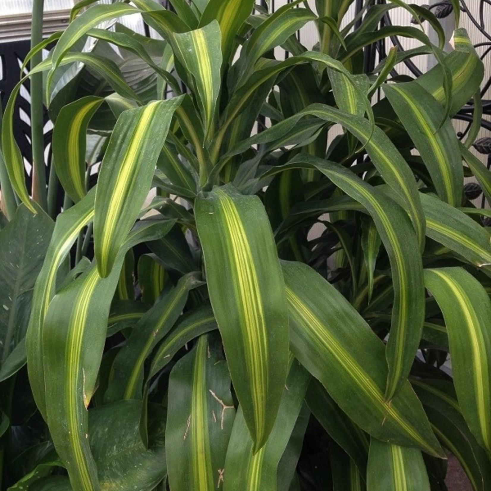 Berbaaf Dracaena Hawaiin Sunshine - View 32 from www redcrocus com