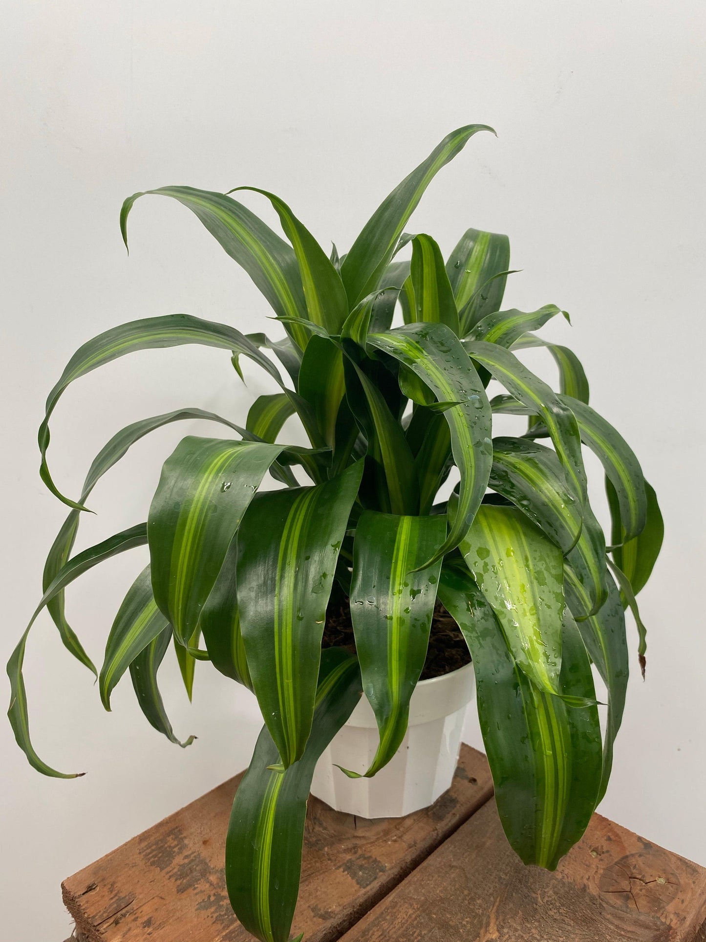 Berbaaf Dracaena Hawaiin Sunshine - View 33 from www redcrocus com