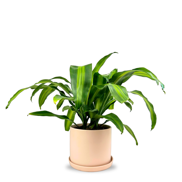 Berbaaf Dracaena Hawaiin Sunshine - View 34 from www redcrocus com