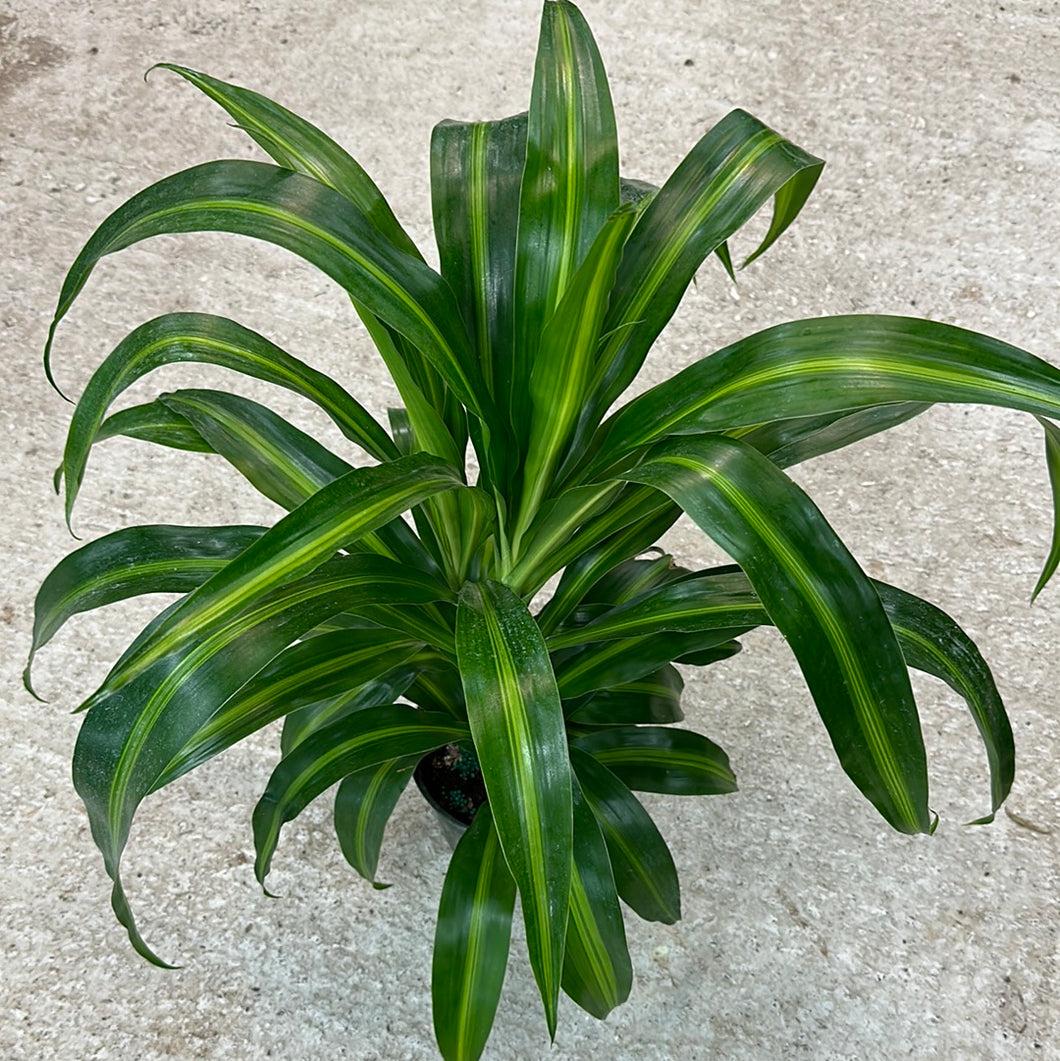 Berbaaf Dracaena Hawaiin Sunshine - View 35 from www redcrocus com