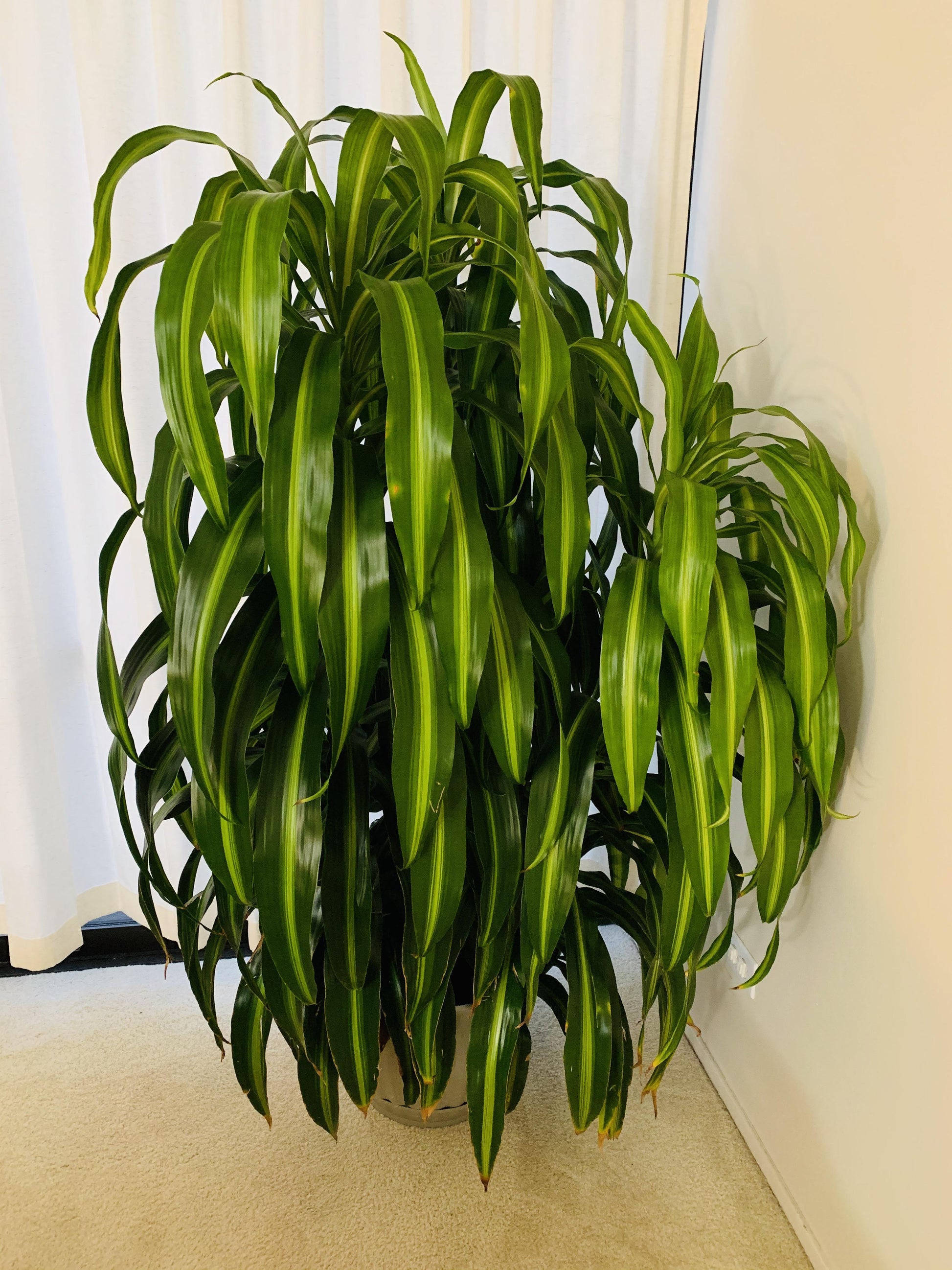 Berbaaf Dracaena Hawaiin Sunshine - View 36 from www redcrocus com