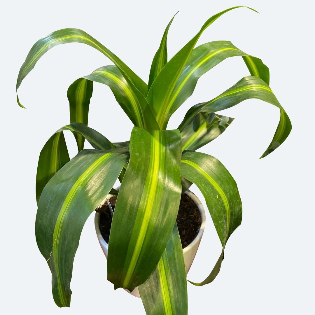 Berbaaf Dracaena Hawaiin Sunshine - View 5 from www redcrocus com