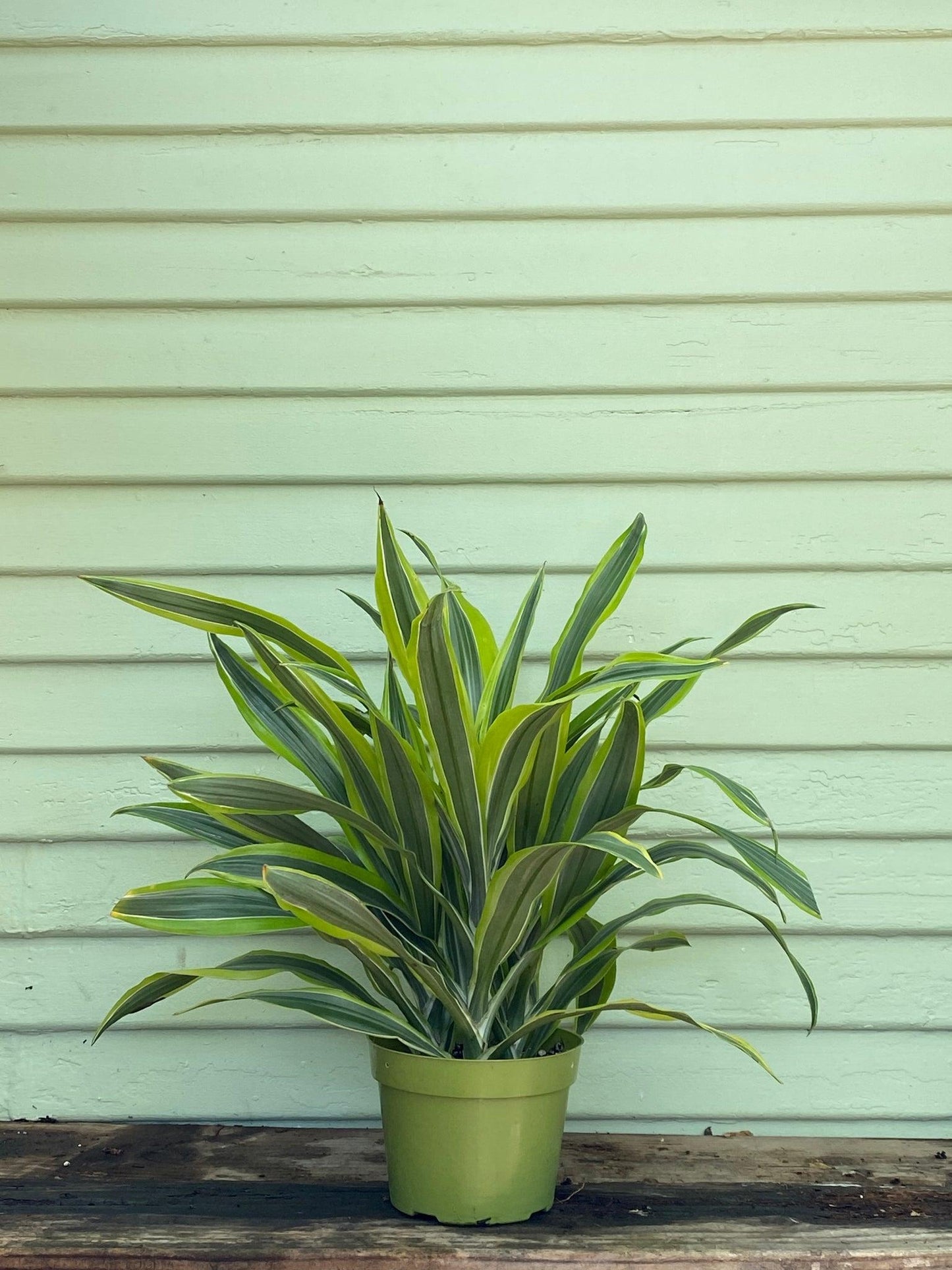 Dracaena Lemon Lime - View 11 from www redcrocus com