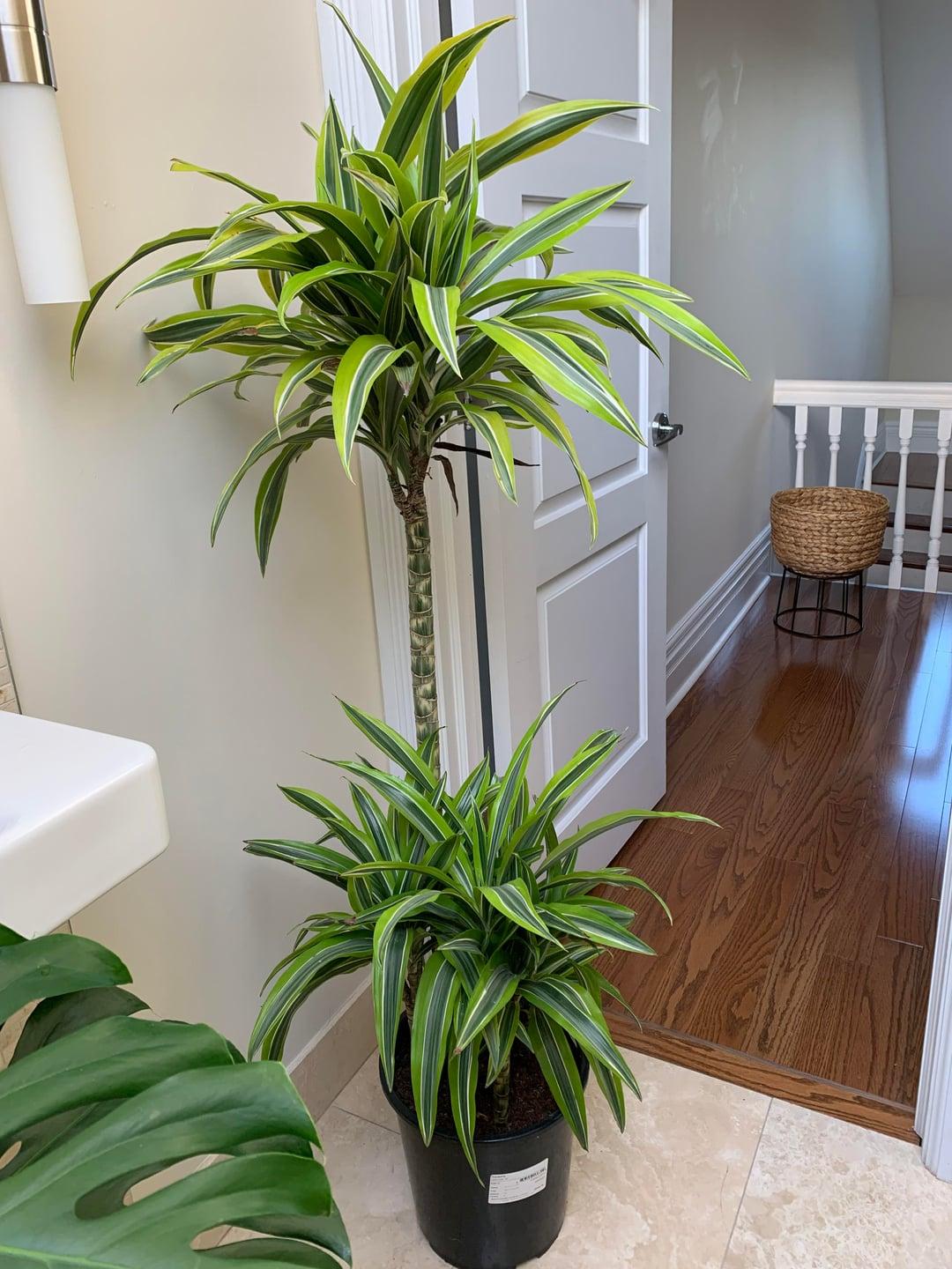 Dracaena Lemon Lime - View 18 from www redcrocus com