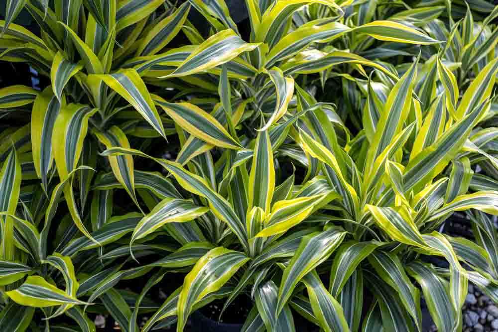 Dracaena Lemon Lime - View 19 from www redcrocus com