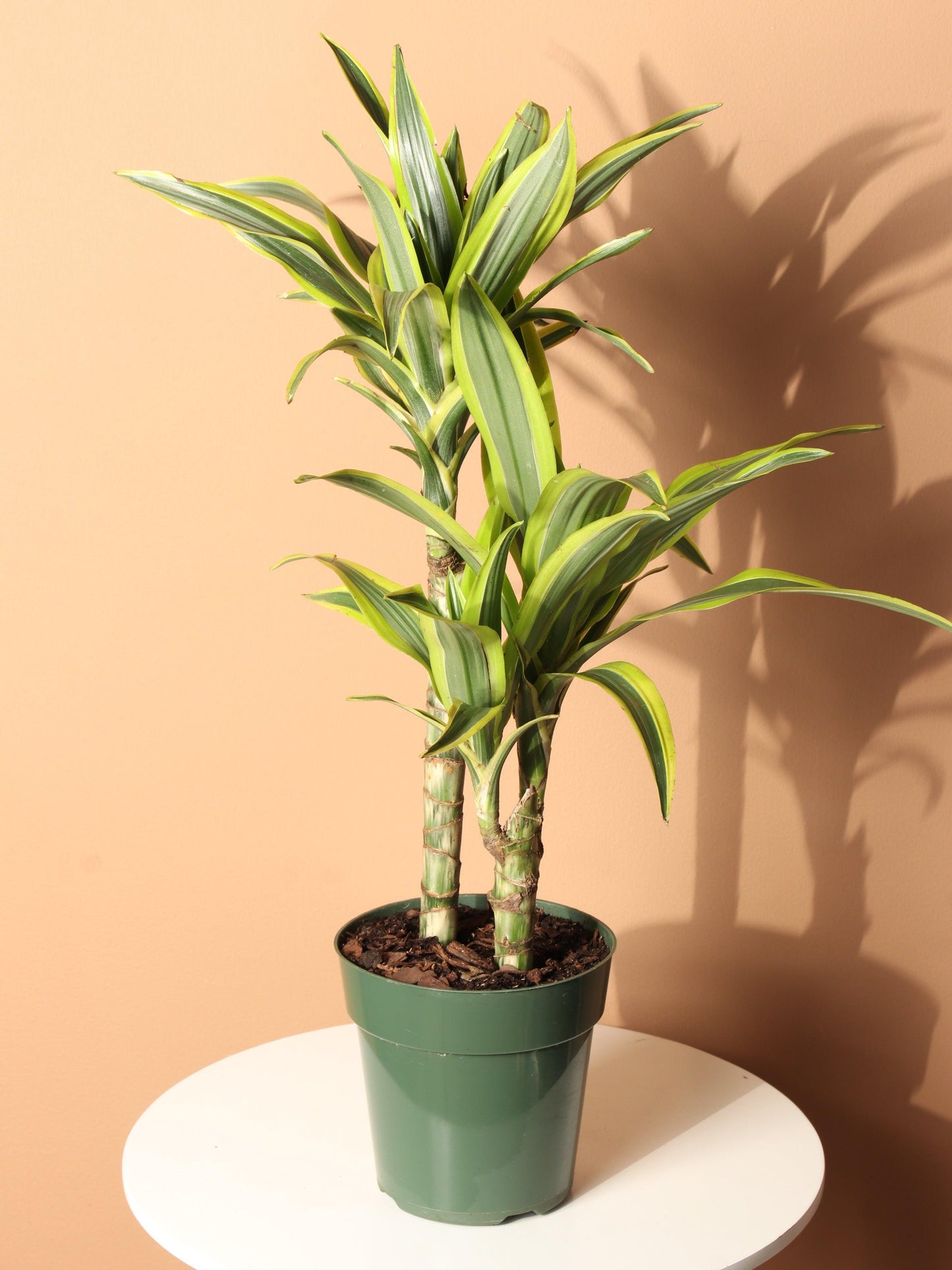 Dracaena Lemon Lime - View 20 from www redcrocus com