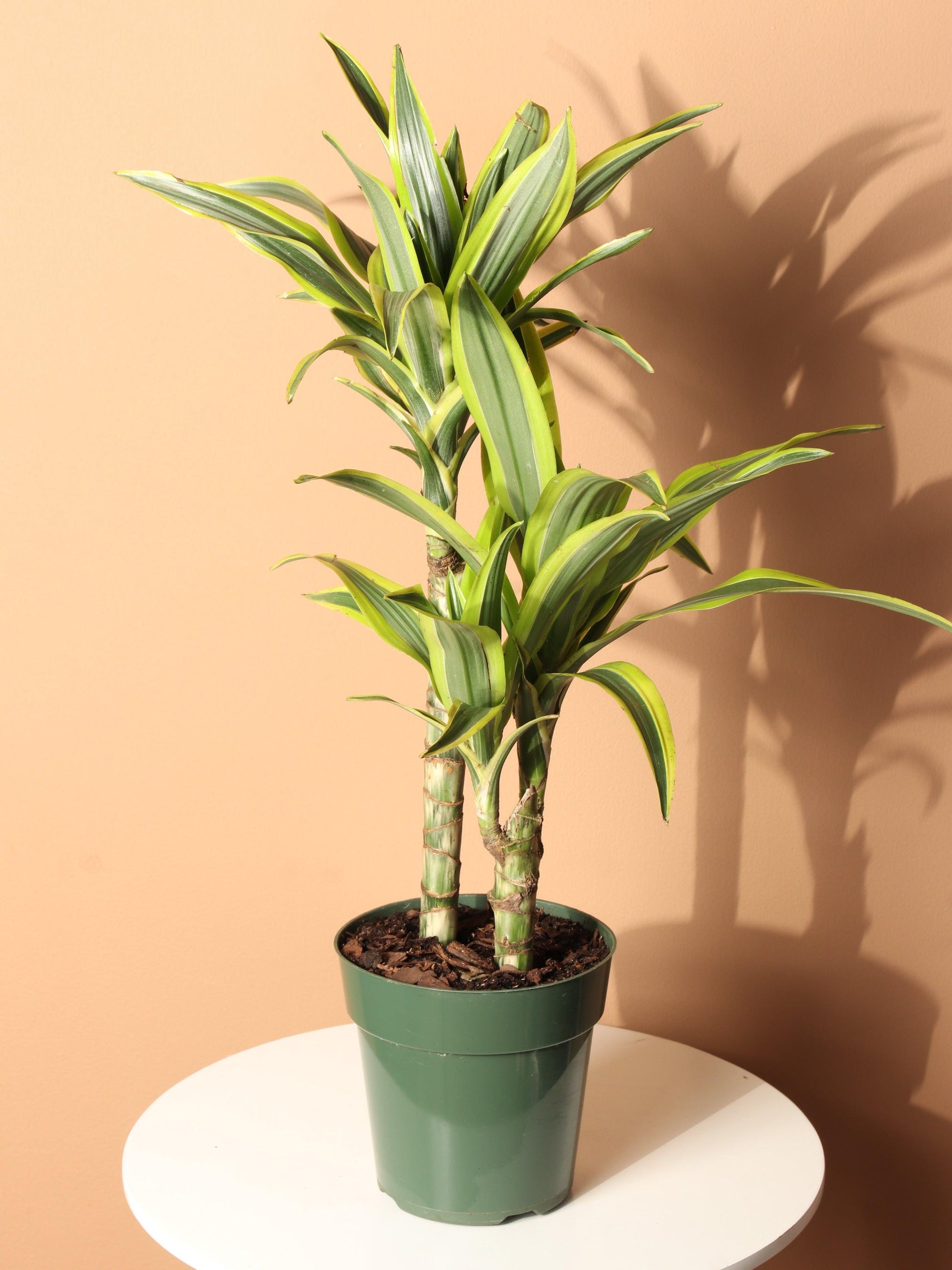 Dracaena Lemon Lime - View 20 from www redcrocus com