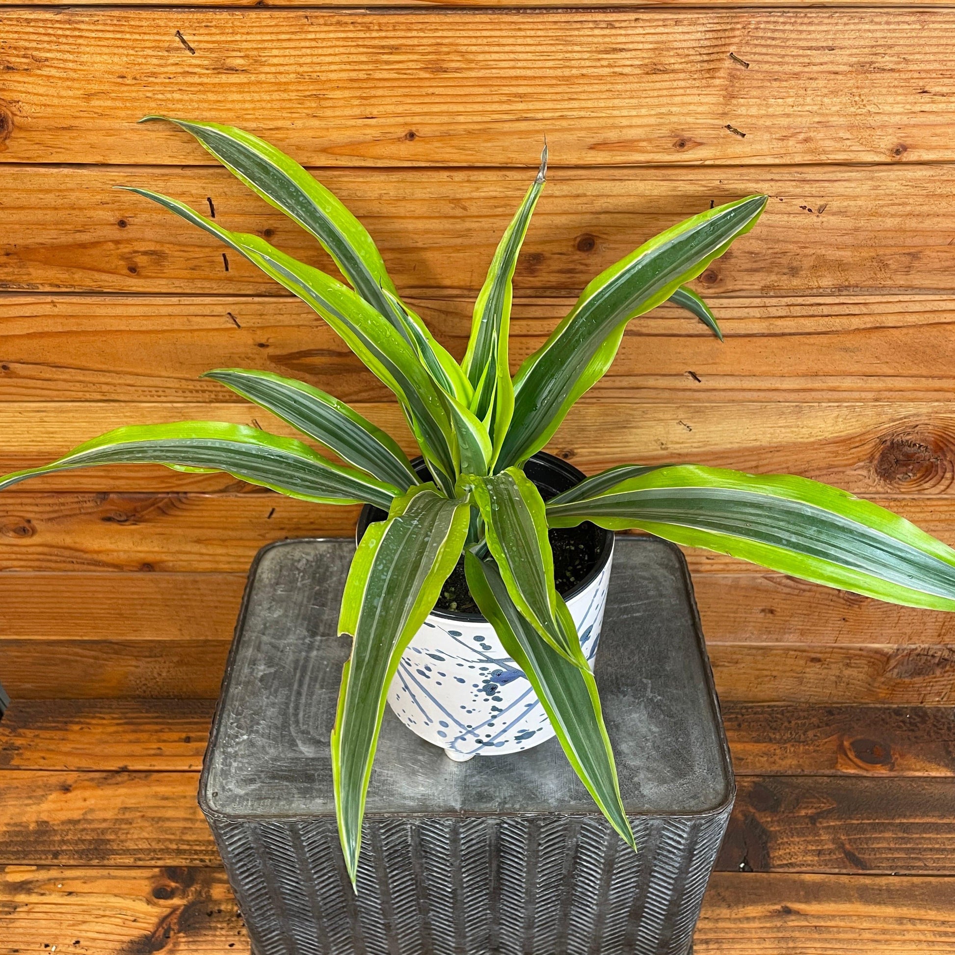 Dracaena Lemon Lime - View 23 from www redcrocus com