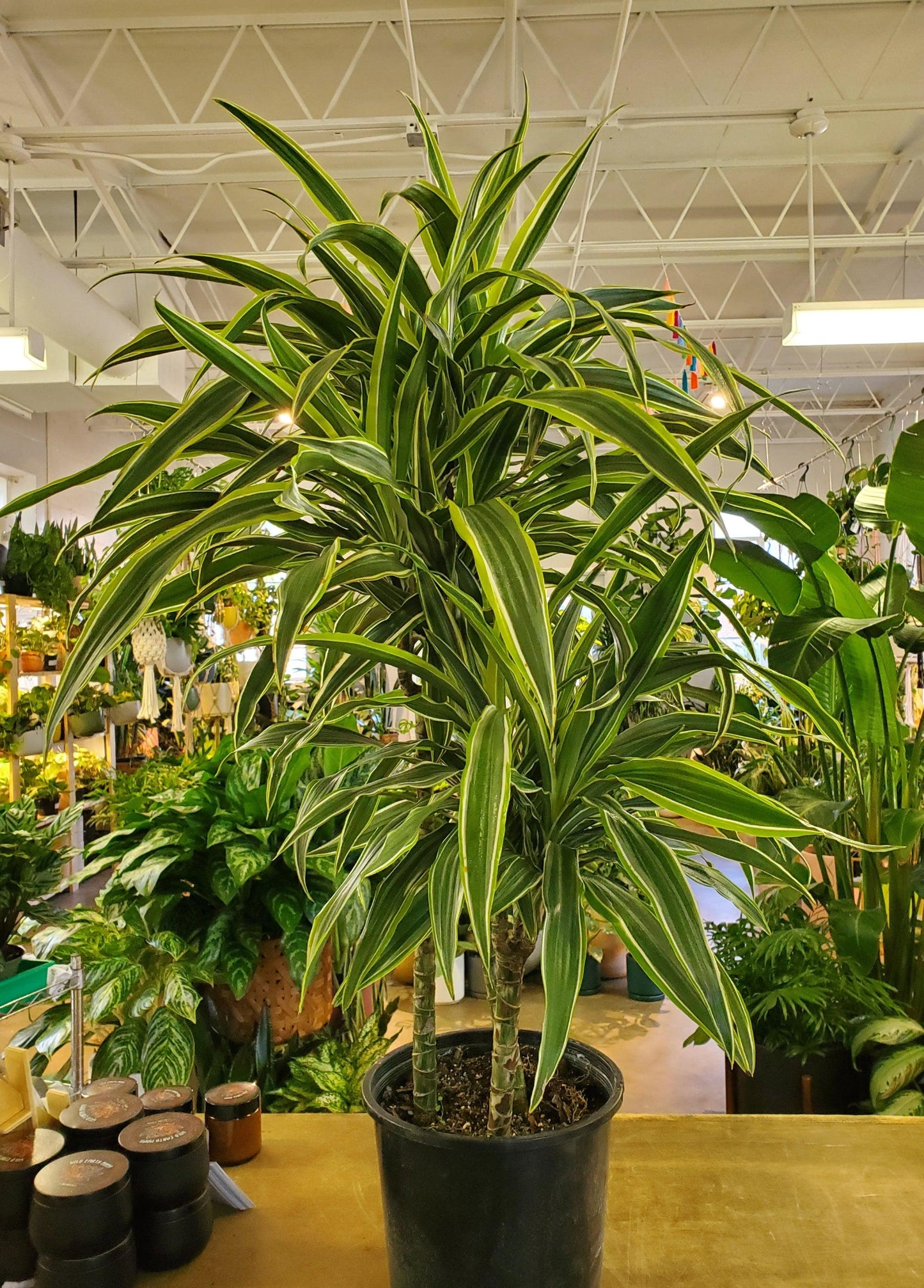 Dracaena Lemon Lime - View 26 from www redcrocus com