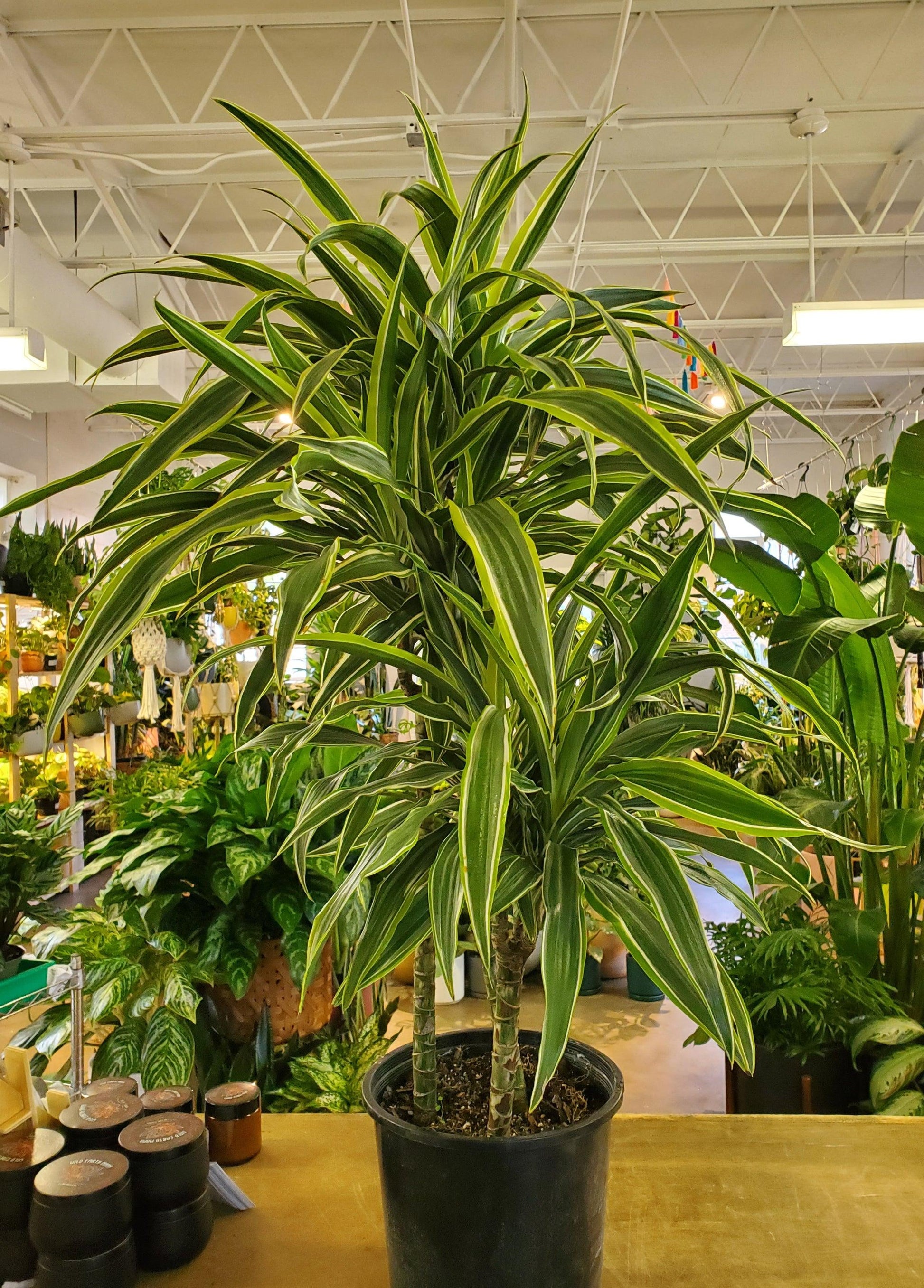 Dracaena Lemon Lime - View 26 from www redcrocus com