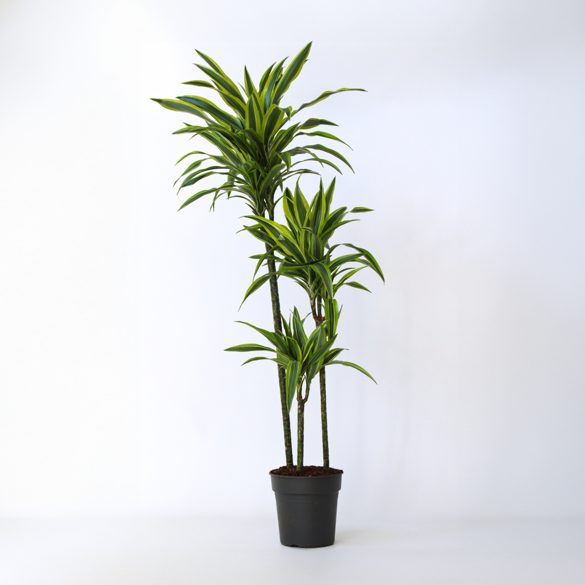Dracaena Lemon Lime - View 28 from www redcrocus com