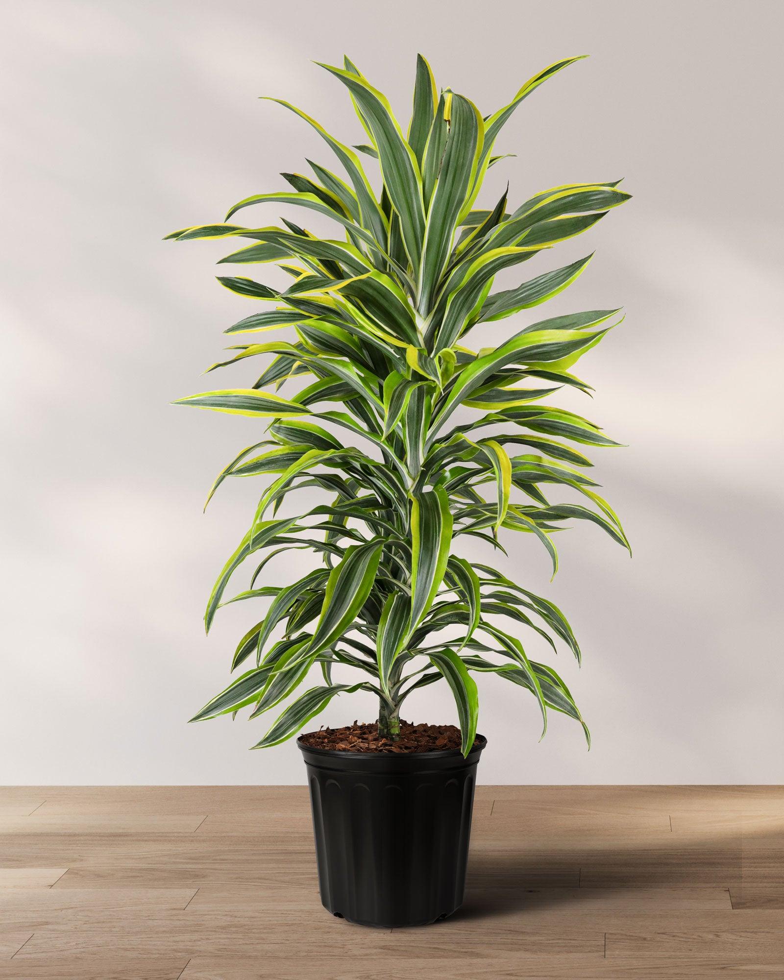 Dracaena Lemon Lime - View 2 from www redcrocus com