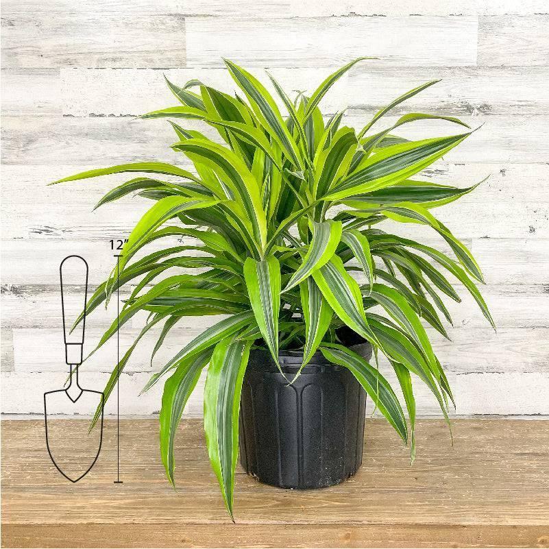 Dracaena Lemon Lime - View 3 from www redcrocus com