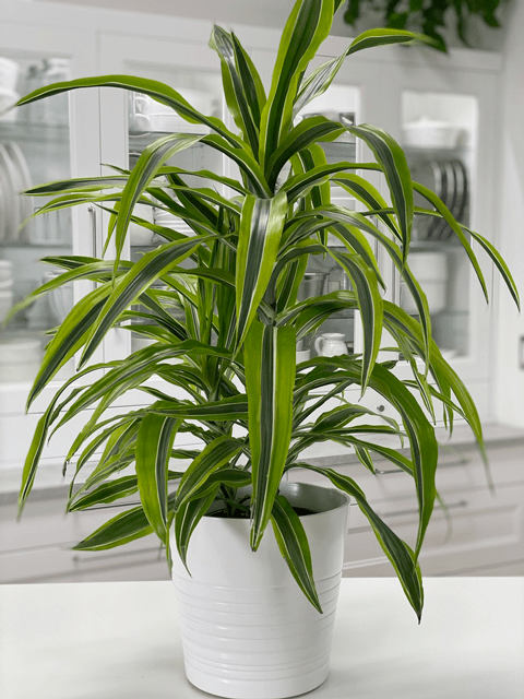 Dracaena Lemon Lime - View 6 from www redcrocus com
