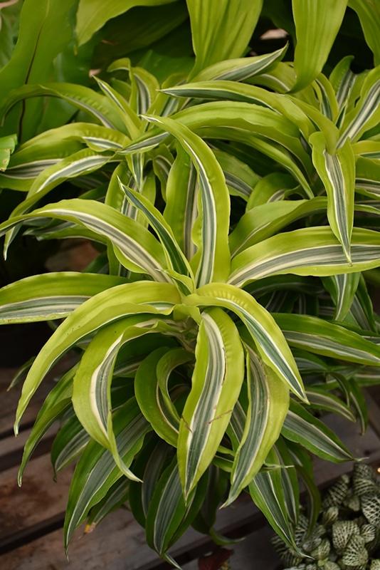 Dracaena Lemon Lime - View 8 from www redcrocus com