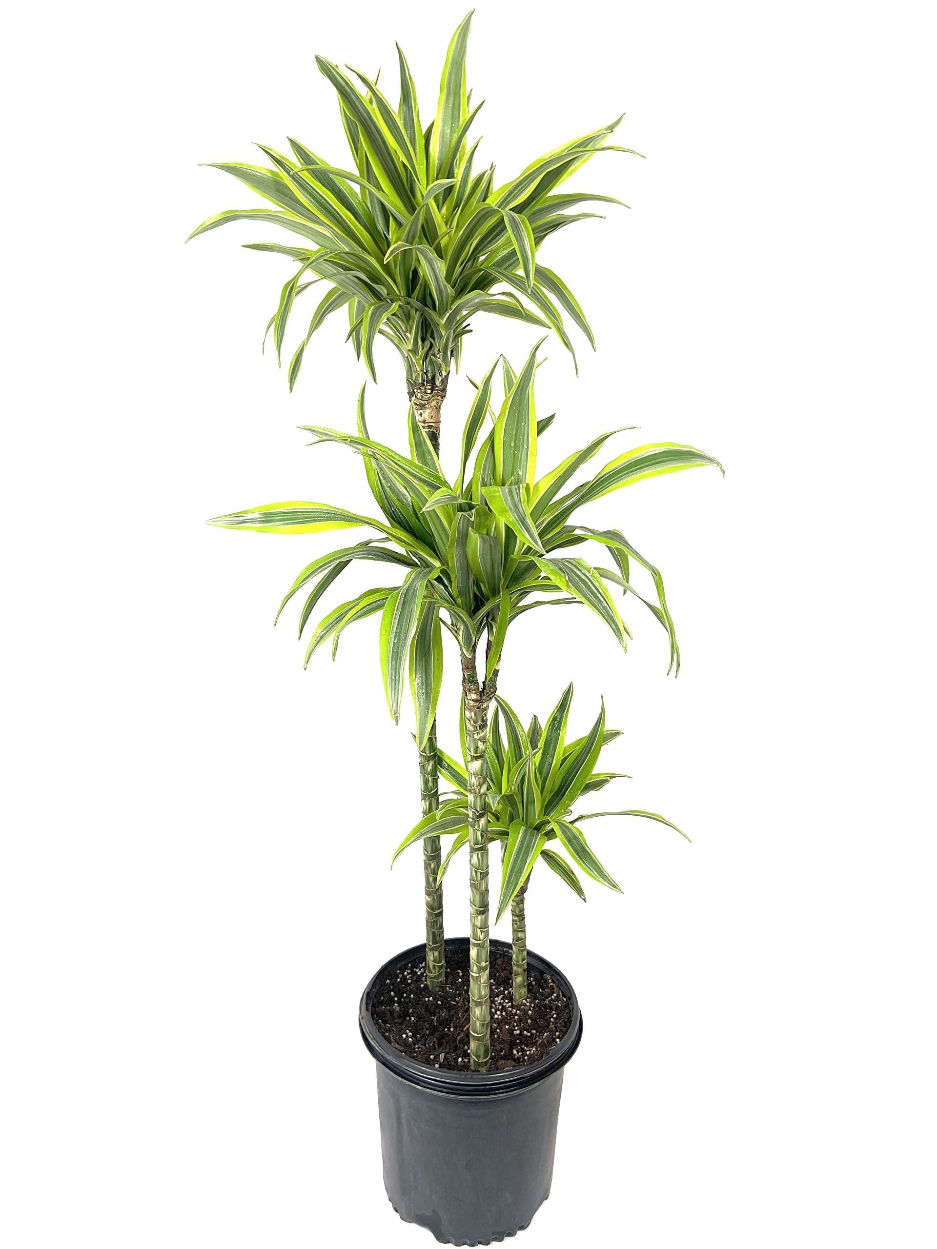 Dracaena Lemon Lime - View 9 from www redcrocus com