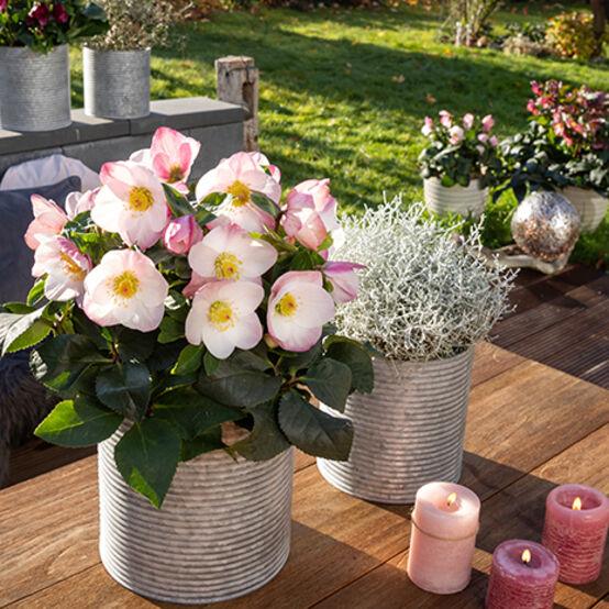 D Helleborus Winter Ballet Lola Pink - View 10 from www redcrocus com