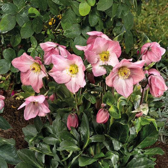 D Helleborus Winter Ballet Lola Pink - View 11 from www redcrocus com