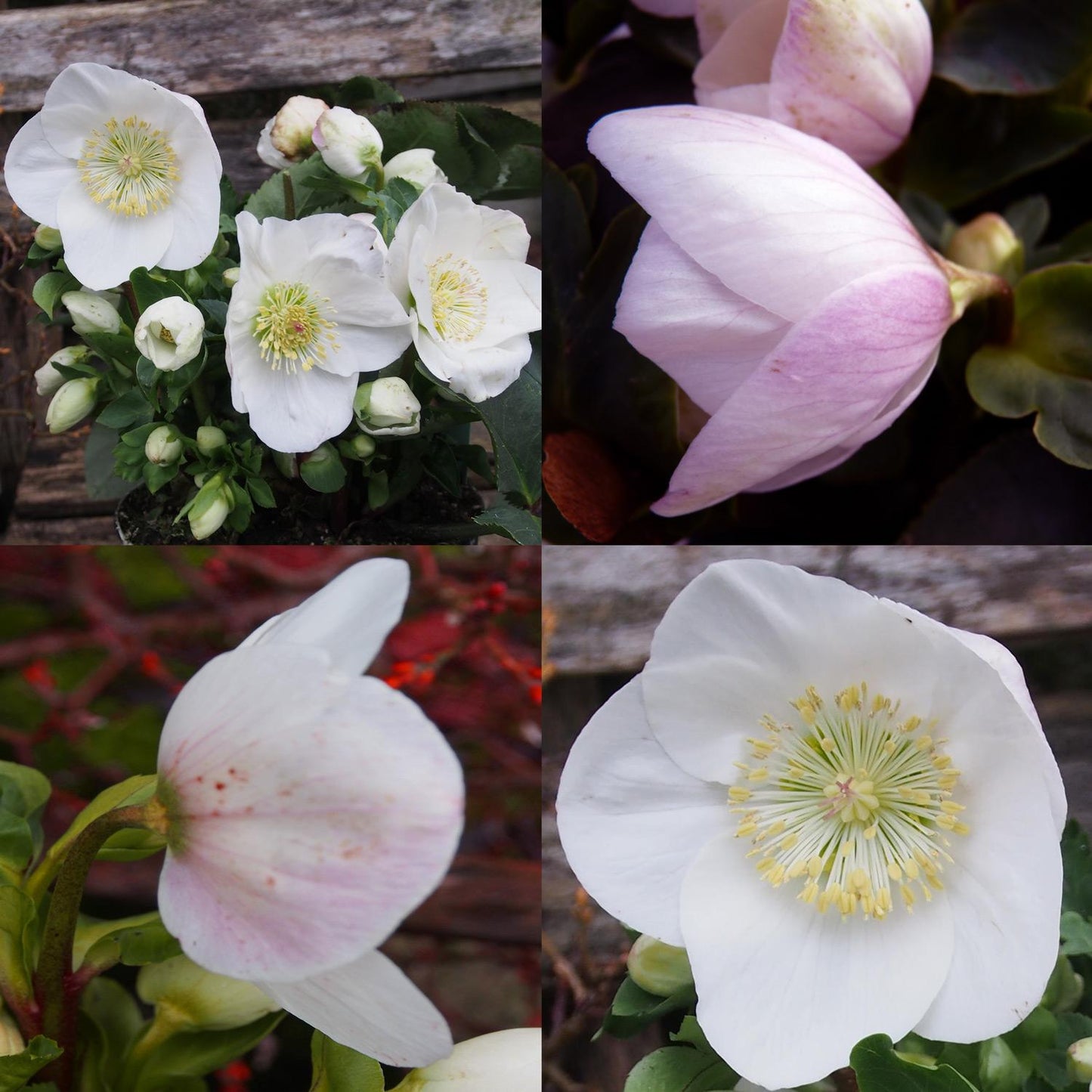D Helleborus Winter Ballet Lola Pink - View 12 from www redcrocus com