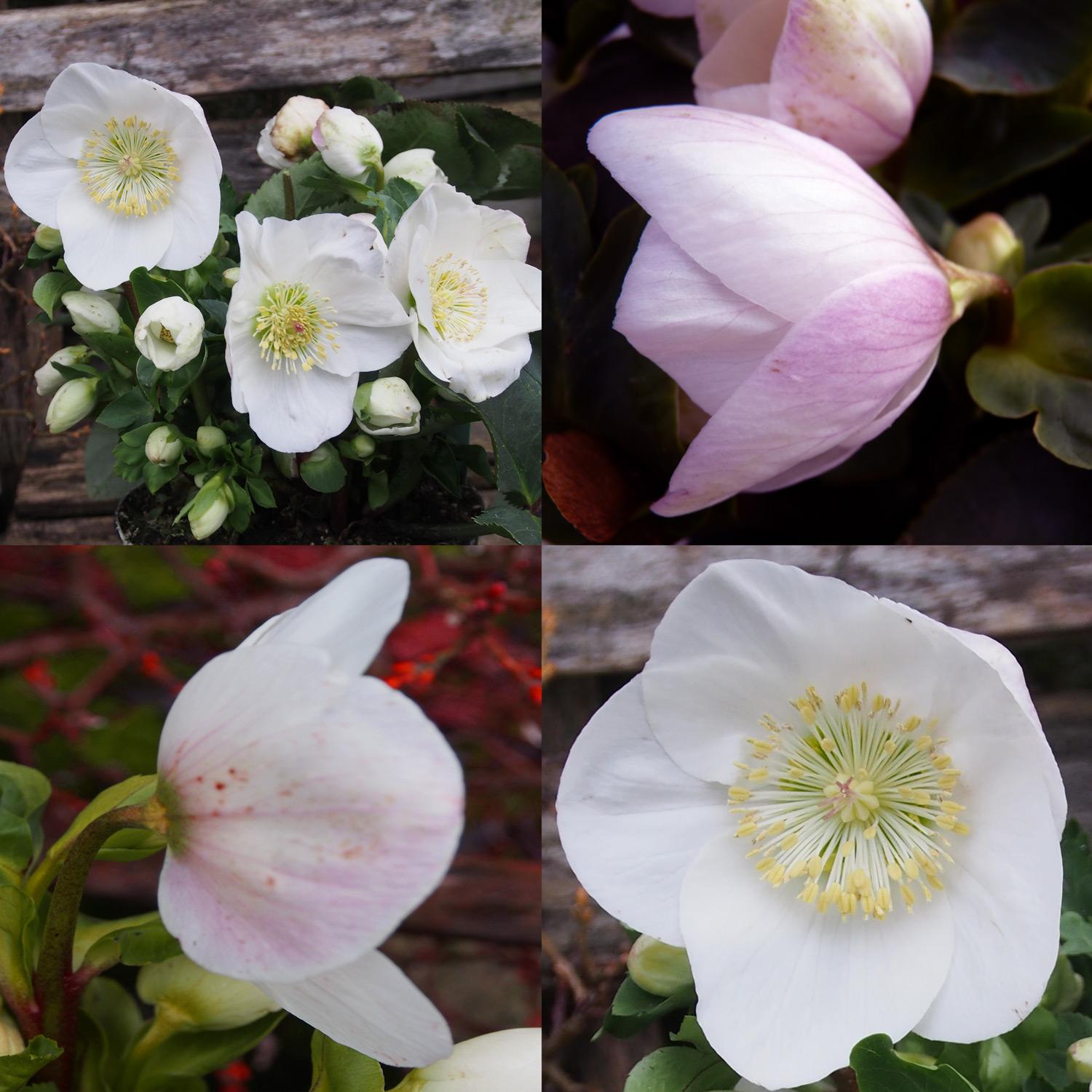 D Helleborus Winter Ballet Lola Pink - View 12 from www redcrocus com