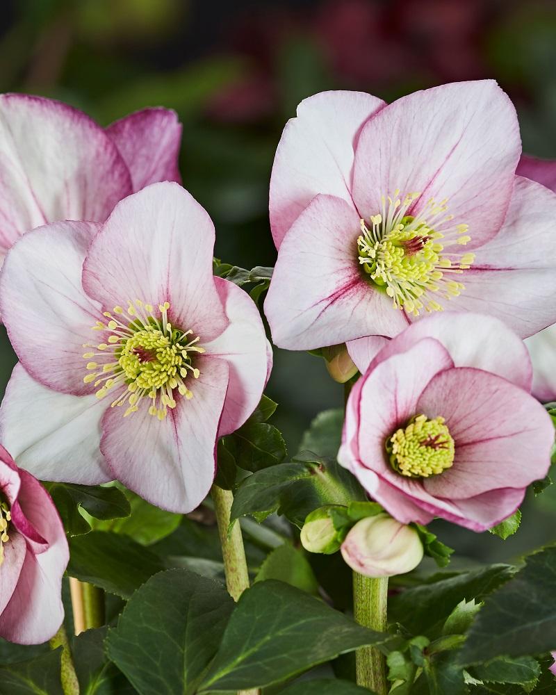 D Helleborus Winter Ballet Lola Pink - View 13 from www redcrocus com
