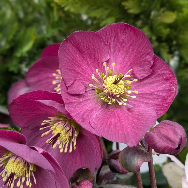 D Helleborus Winter Ballet Lola Pink - View 19 from www redcrocus com
