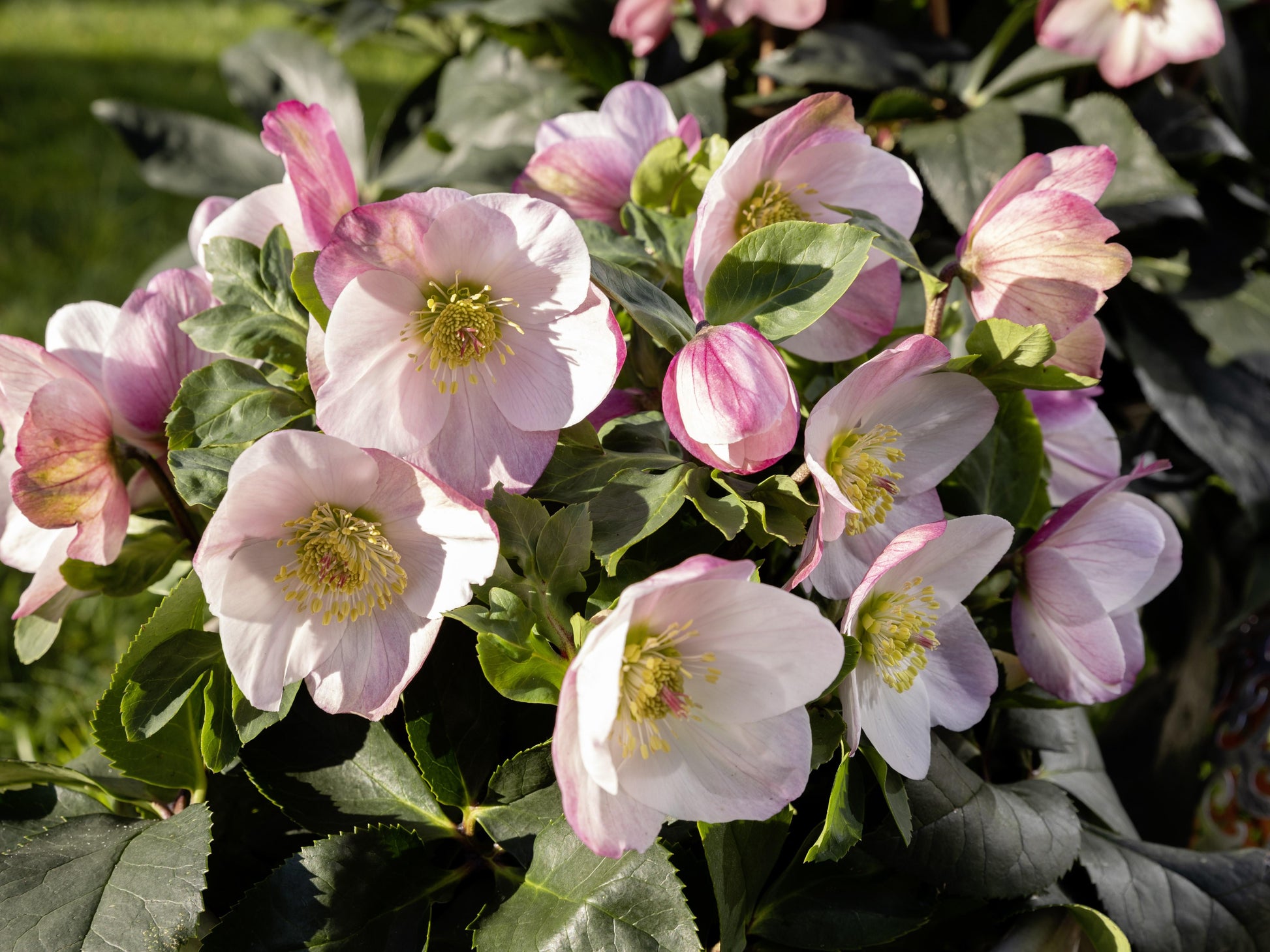 D Helleborus Winter Ballet Lola Pink - View 1 from www redcrocus com