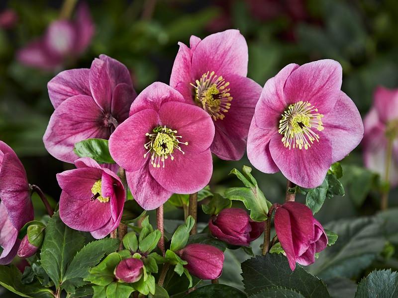 D Helleborus Winter Ballet Lola Pink - View 21 from www redcrocus com