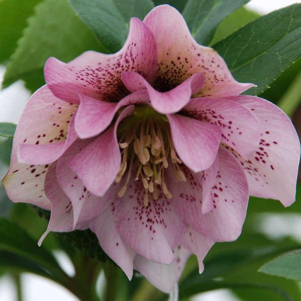 D Helleborus Winter Ballet Lola Pink - View 25 from www redcrocus com