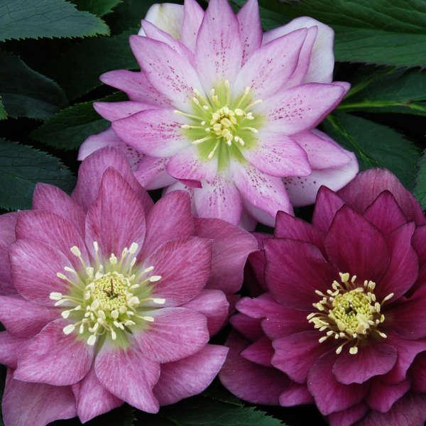 D Helleborus Winter Ballet Lola Pink - View 27 from www redcrocus com