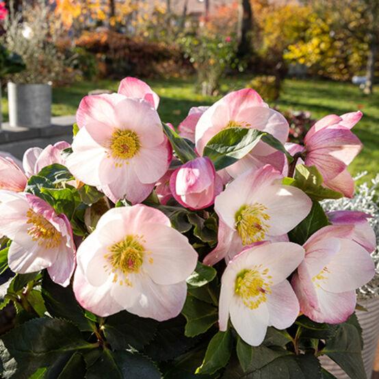 D Helleborus Winter Ballet Lola Pink - View 2 from www redcrocus com