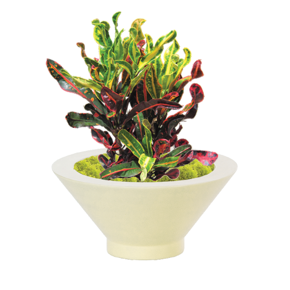 C Croton Mamey - View 10 from www redcrocus com