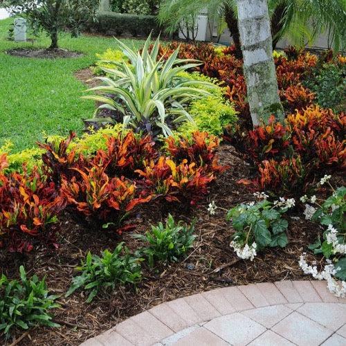 C Croton Mamey - View 11 from www redcrocus com