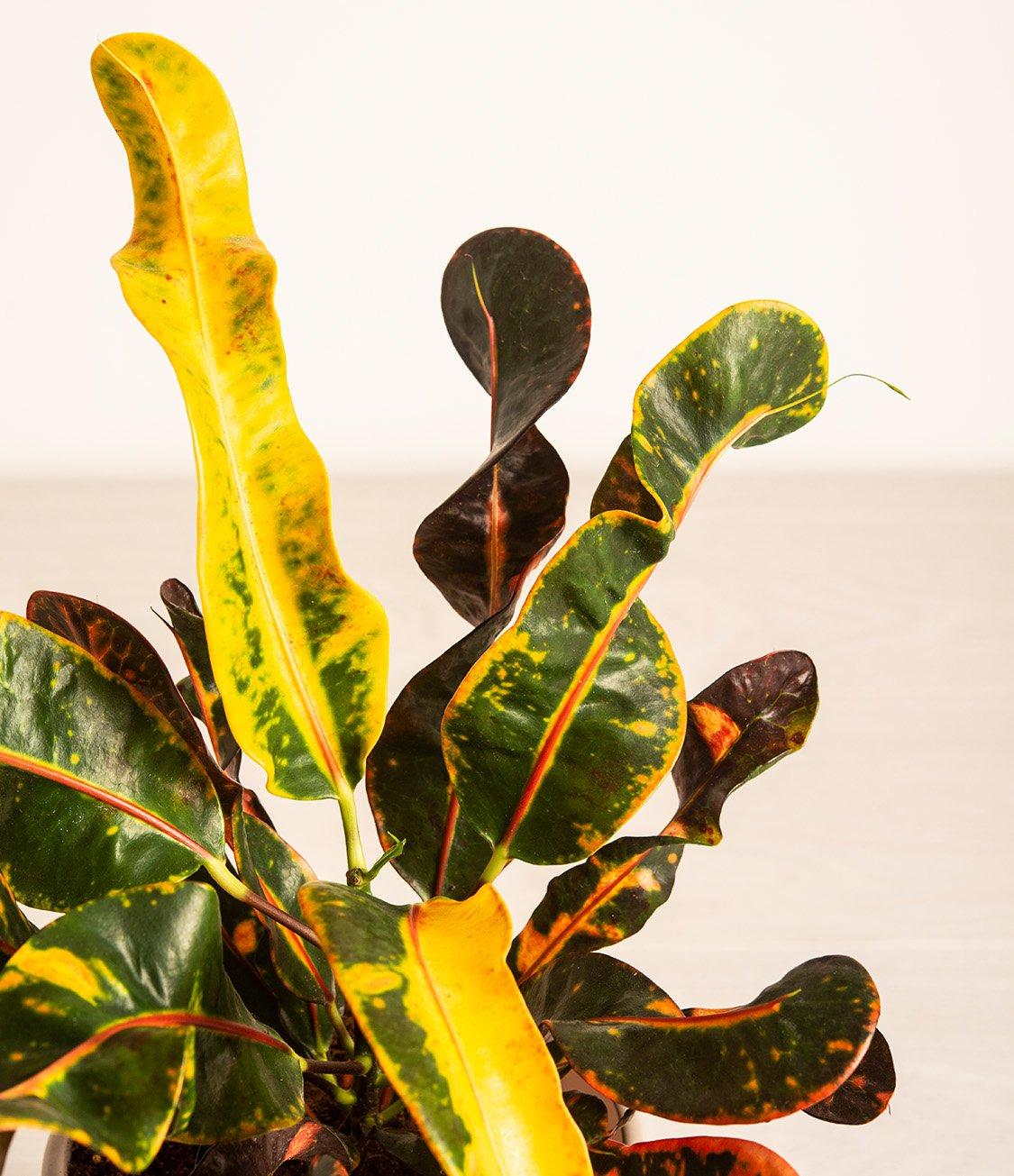 C Croton Mamey - View 12 from www redcrocus com