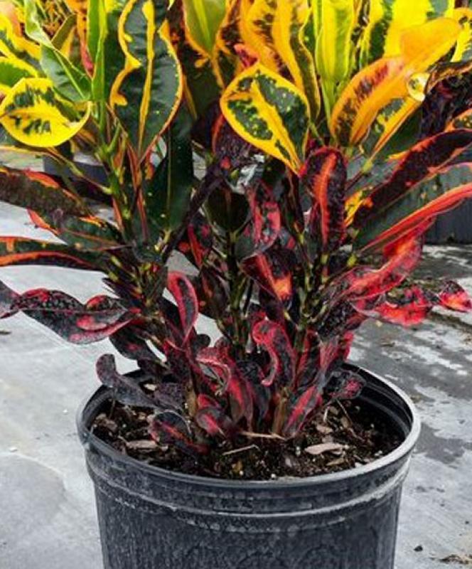 C Croton Mamey - View 13 from www redcrocus com