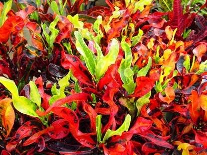 C Croton Mamey - View 15 from www redcrocus com