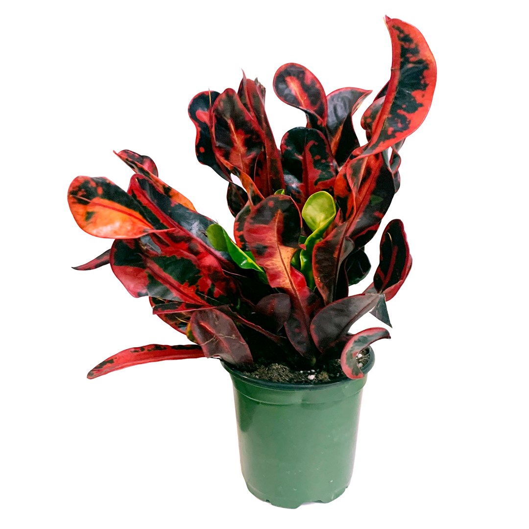 C Croton Mamey - View 18 from www redcrocus com