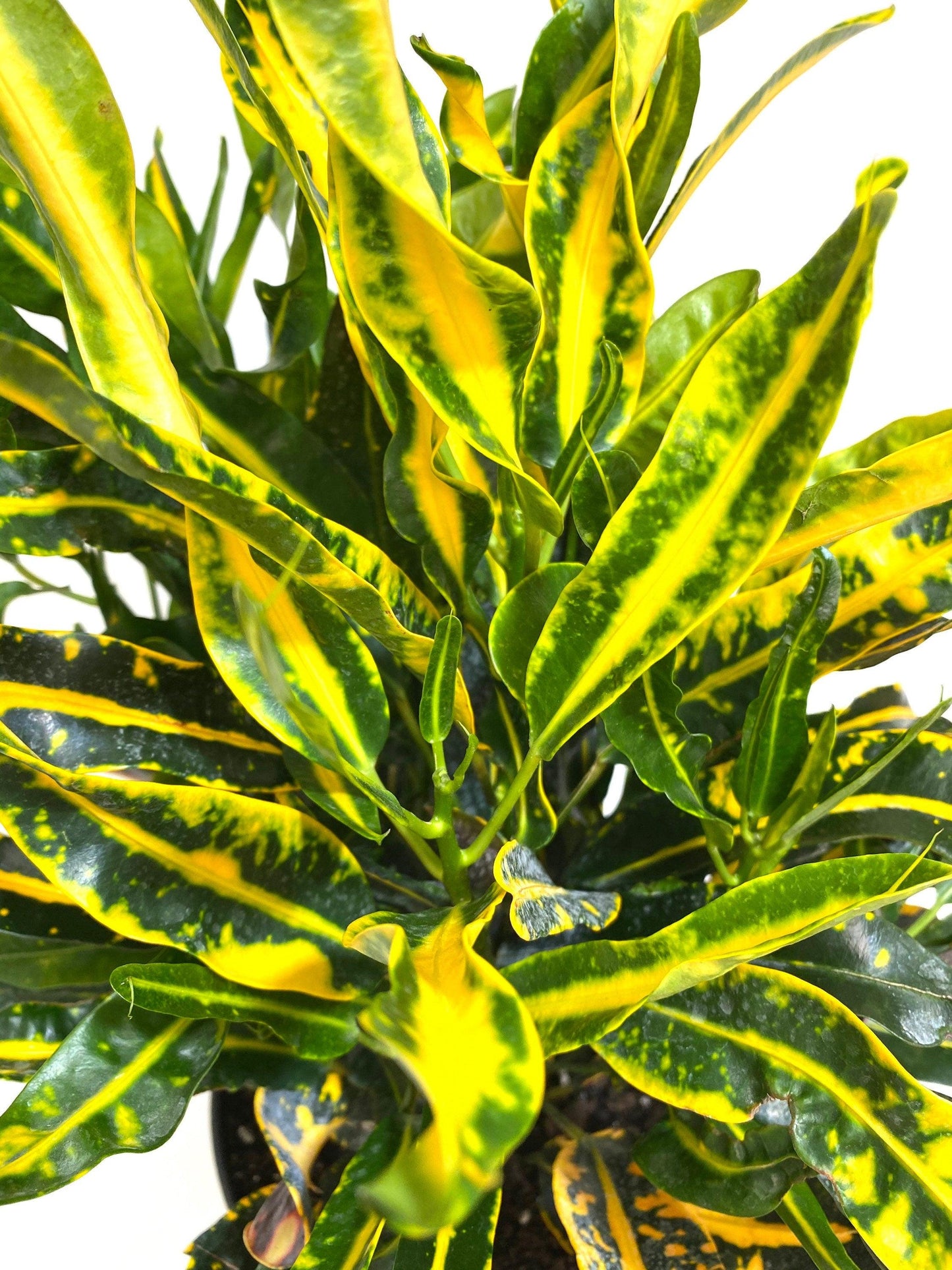 C Croton Mamey - View 19 from www redcrocus com