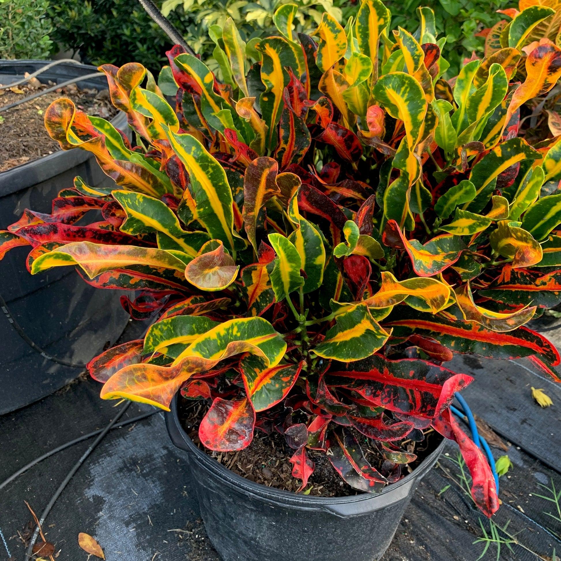 C Croton Mamey - View 1 from www redcrocus com