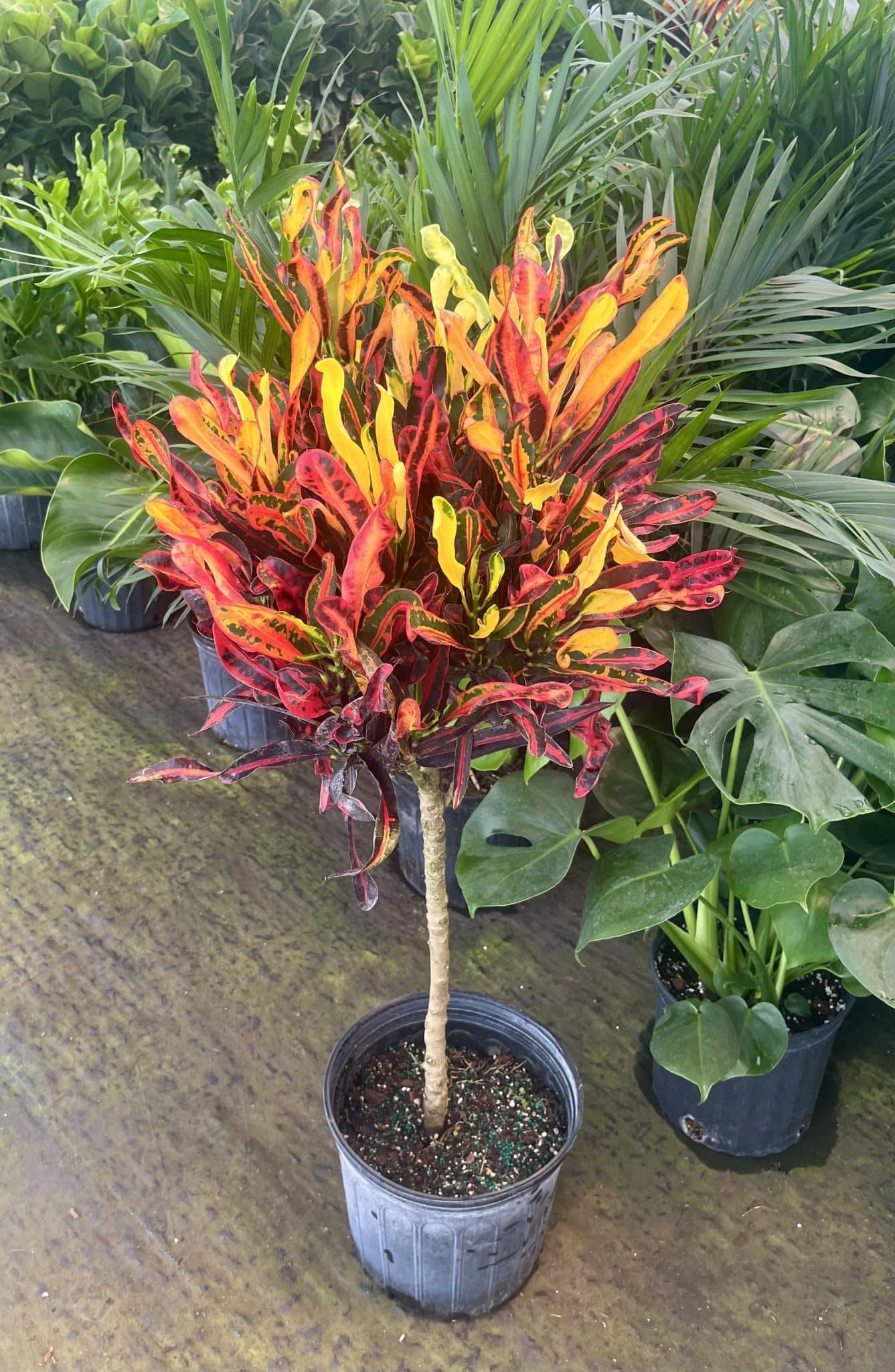 C Croton Mamey - View 20 from www redcrocus com