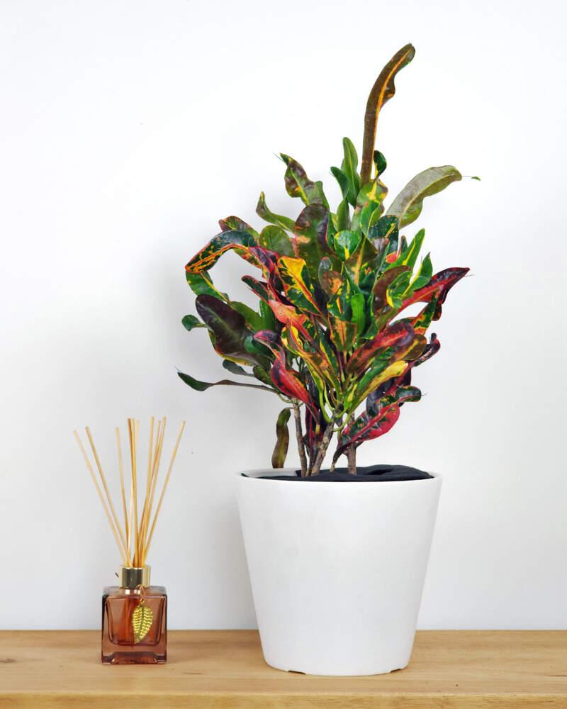 C Croton Mamey - View 21 from www redcrocus com