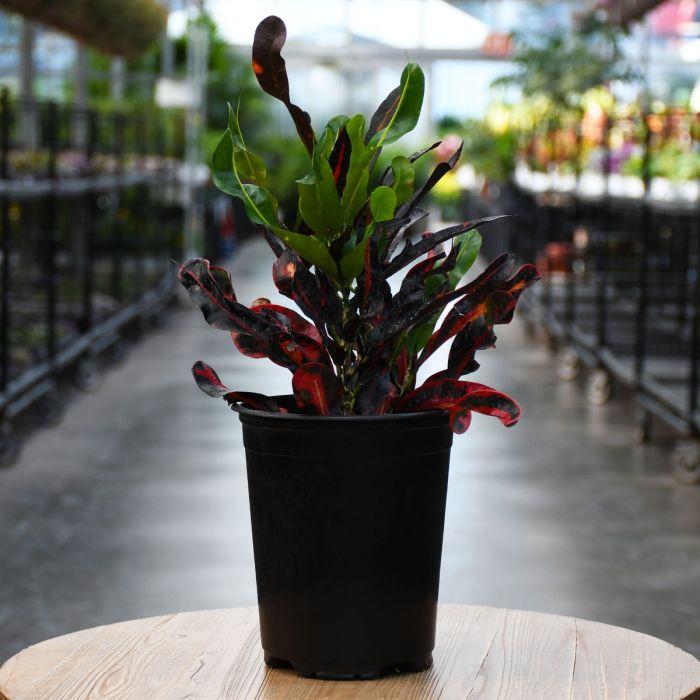 C Croton Mamey - View 22 from www redcrocus com