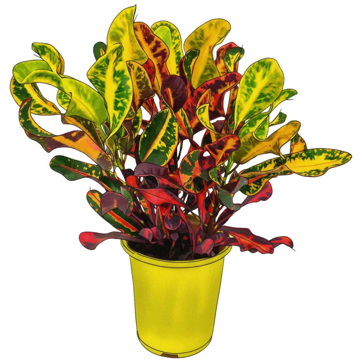 C Croton Mamey - View 23 from www redcrocus com